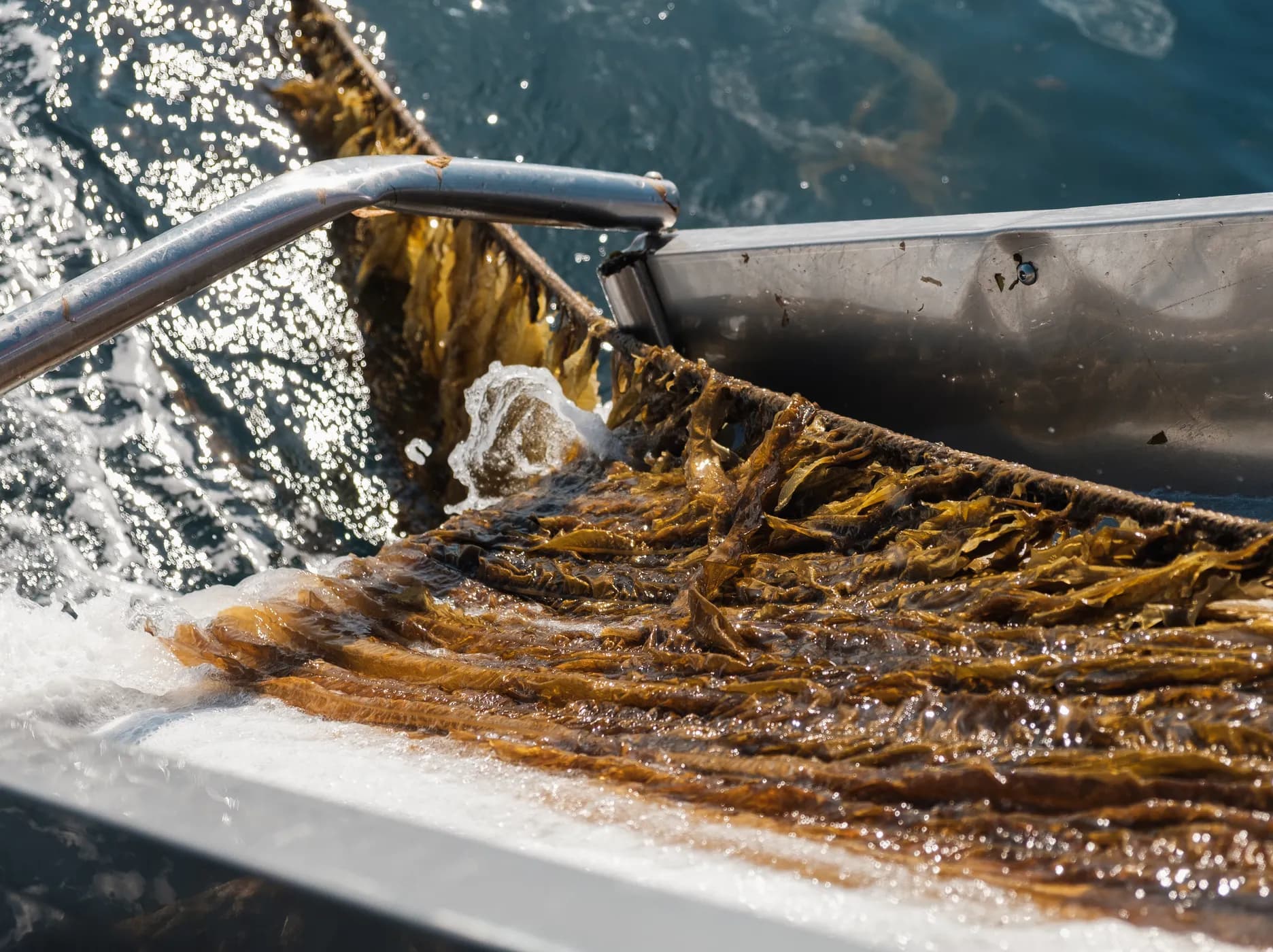 Agrifood companies and Invest-NL join forces for the protein transition